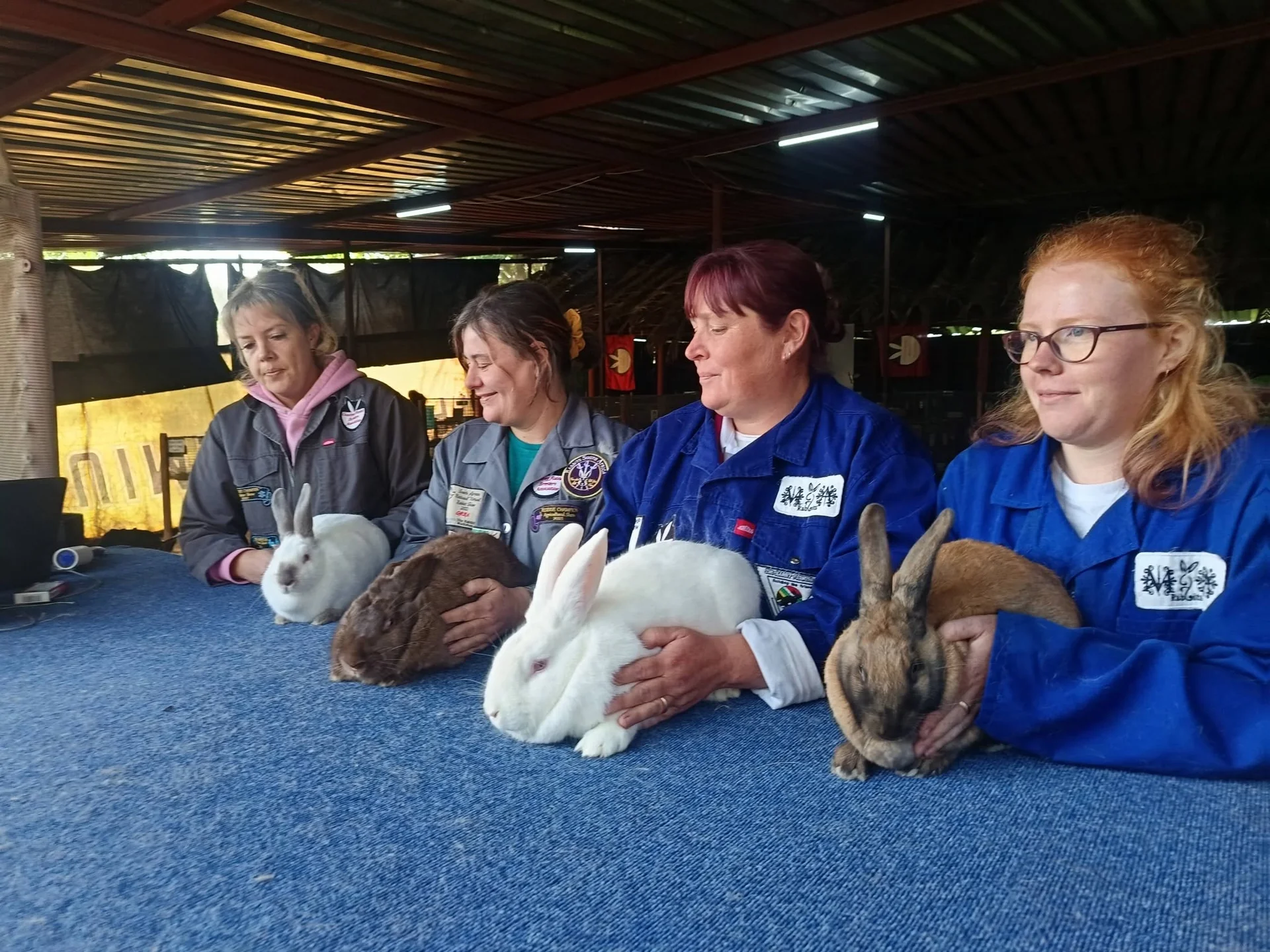 Rabbits being judged at a rabbit show competition